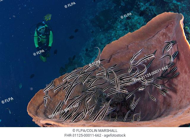 Striped Catfish Plotosus lineatus shoal, swimming in Barrel Sponge Xestospongia testudinaria, with diver approaching, Lekuan I Dive Site, Manado