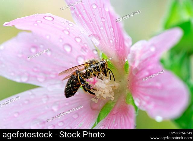 Macro of a bee on a pink wet malva flower blossom