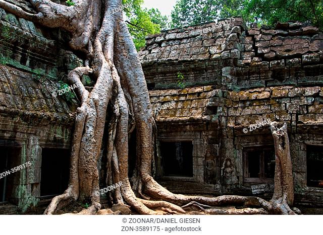 Trees in the Ta Prohm Temple, Cambodia