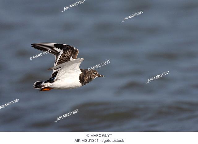 Ruddy Turnstone (Arenaria interpres) during autumn migration flying along the coast at Vlieland in the Netherlands. Side view, showing under wing