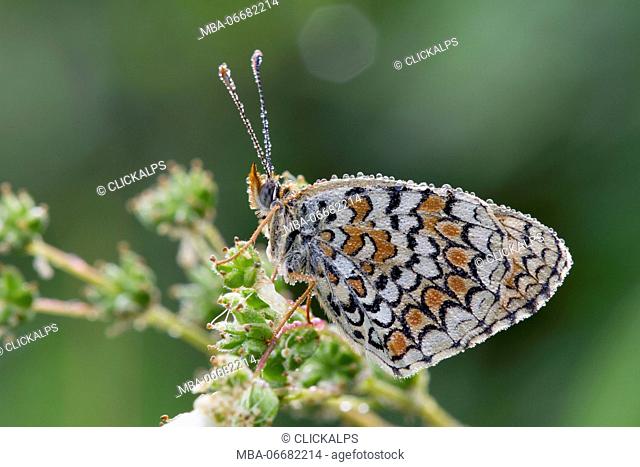 Details of butterfly melitea covered by morning dew, It's waiting for the heat to fly. Lombardy, Italy