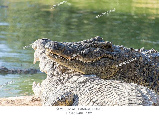 Nile Crocodiles (Crocodylus niloticus), crocodile ranch, Otjiwarongo, Namibia