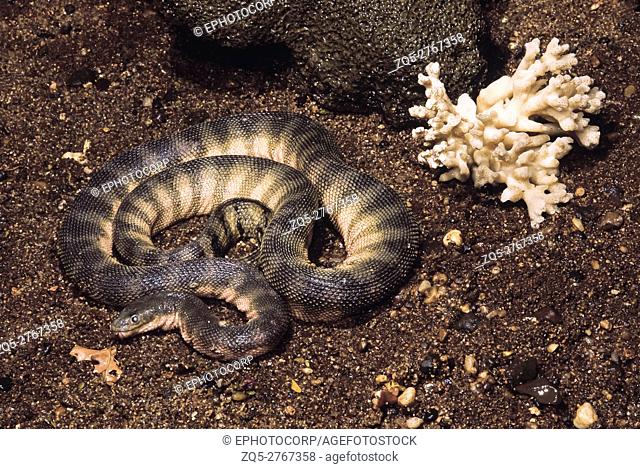 Enhydrina Schistosa. Hook nosed sea snake. Venomous. Captive specimen. Maharashtra, India