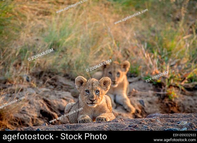 Two Lion cubs laying in a dry riverbed in the Pilanesberg National Park, South Africa