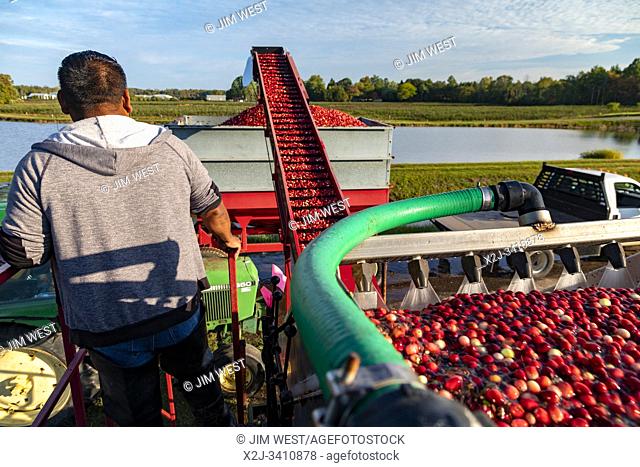South Haven, Michigan - Workers harvest cranberries at DeGRandchamp Farms. Cranberries ride a conveyor to a cart after being vacuumed from a flooded cranberry...