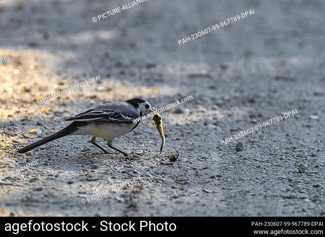 06 June 2023, Schleswig-Holstein, Nieby: A wagtail (Motacilla alba) pecks at a dead dragonfly on a path at the ""Geltinger Birk""