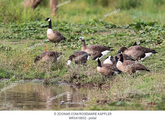 Kanadagänse im Beeder Biotop bei Homburg - Canada geese in the Biotop of Beeden