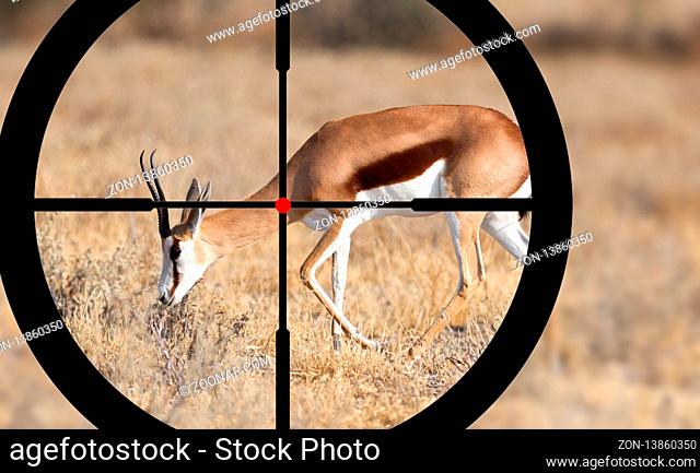 Hunting a Common Impala (Aepyceros melampus) - Crosshairs