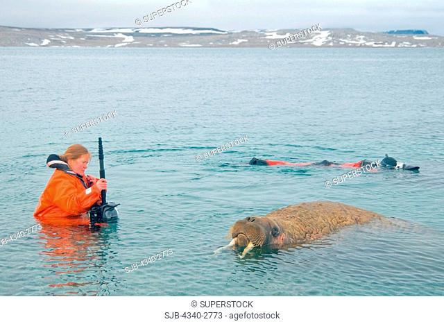 Photographers shoots a small herd of curious bull walrus Odobenus rosmarus from underwater, Nordaustlandet, along Spitsbergen and the northwest coast of the...
