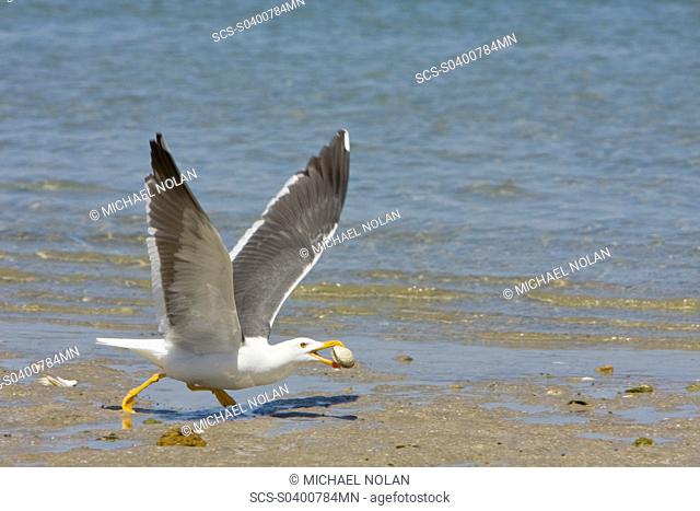 Adult yellow-footed Gull Larus livens in the Gulf of California Sea of Cortez, Mexico This species is enedemic to only the Gulf of California Here the gull has...