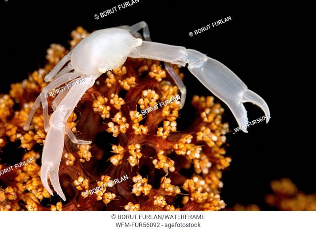 White Coral Crab, Trapezia sp., Lembeh Strait, North Sulawesi, Indonesia