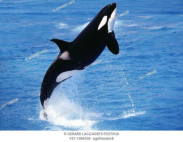 Killer Whale, orcinus orca, Adult Breaching. Around Orca Island (between Seatle and Vancouver)
