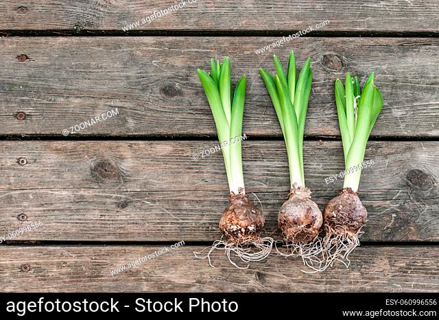 Hyacinth onions on a wooden table