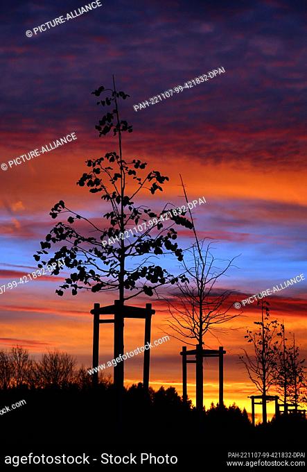 07 November 2022, Bavaria, Kaufbeuren: Young trees stand under the sky colored by the setting sun. Photo: Karl-Josef Hildenbrand/dpa