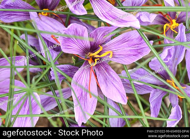 PRODUCTION - 17 October 2023, Saxony, Döbrichau: The first purple-flowering saffron crocuses (Crocus sativus) can be seen at a garden site in northern Saxony
