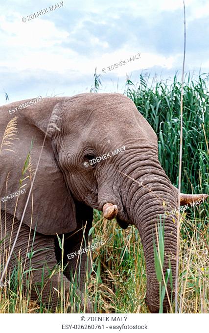 Portrait of african elephants, Etosha national Park Ombika Kunene, Namibia, wildlife photography