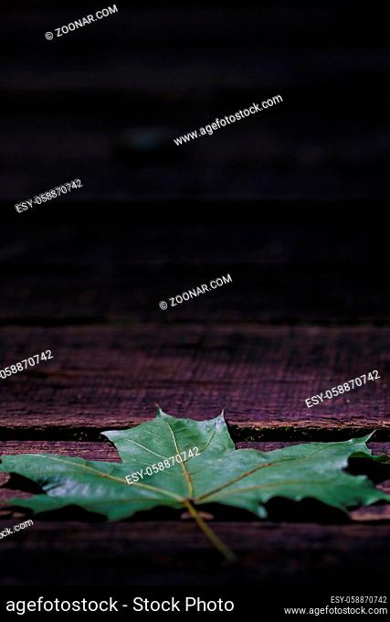 Single maple leaf on dark wooden plank background with lots of copy space