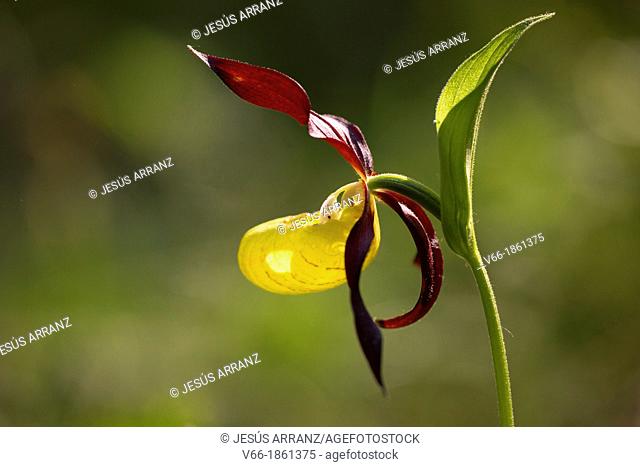 Orquidea endangered due to collection escesiva, in Spain can only be found in the priineo Aragones and the Pyrenees Lerida