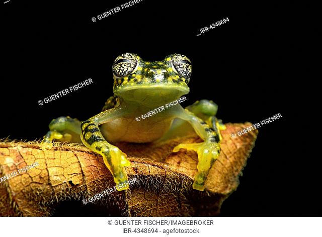 White-spotted Cochran Frog (Sachatamia albamoculata) sitting on leaf, Choco rainforest, Canande River Nature Reserve, Ecuador