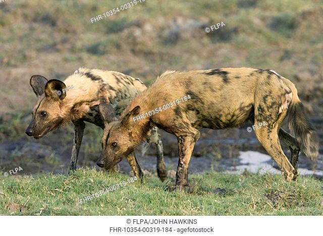 African Wild Dog Lycaon pictus two adults, standing, Chobe River, Botswana, october