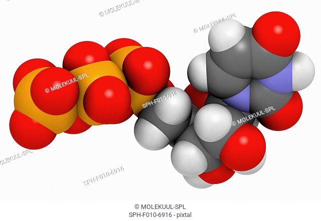 Uridine triphosphate (UTP) nucleotide molecule. Building block of RNA (ribonucleic acid). Atoms are represented as spheres with conventional colour coding:...
