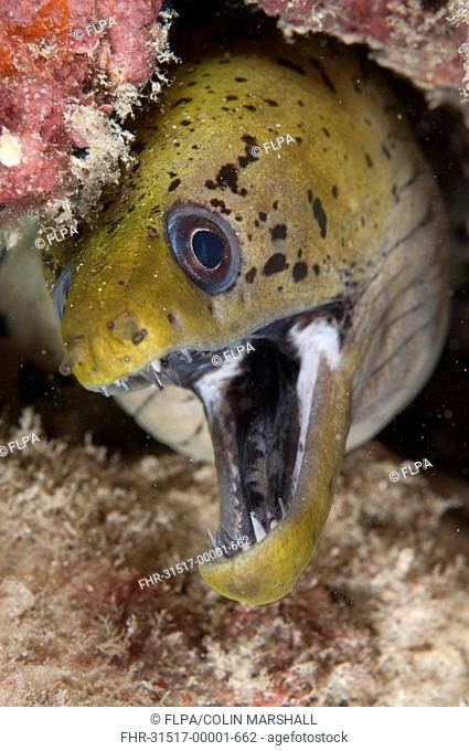 Fimbriated Moray Eel Gymnothorax fimbriatus adult, with mouth open, close-up of head in crevice, Mabul Island, Sabah, Borneo, Malaysia