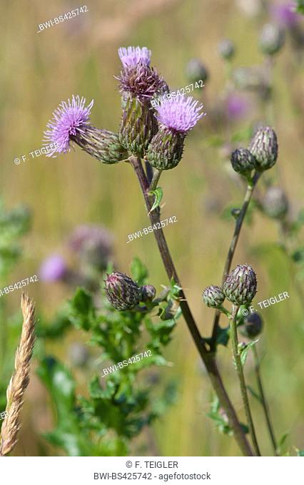Canada thistle, creeping thistle (Cirsium arvense), blooming, Germany
