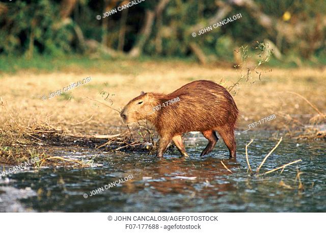 Capybaras (Hydrochoerus hydrochaeris). Venezuela