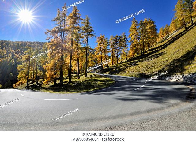 Hairpin turn with larch trees and sun in autumn, Albulapass, Grisons, Switzerland
