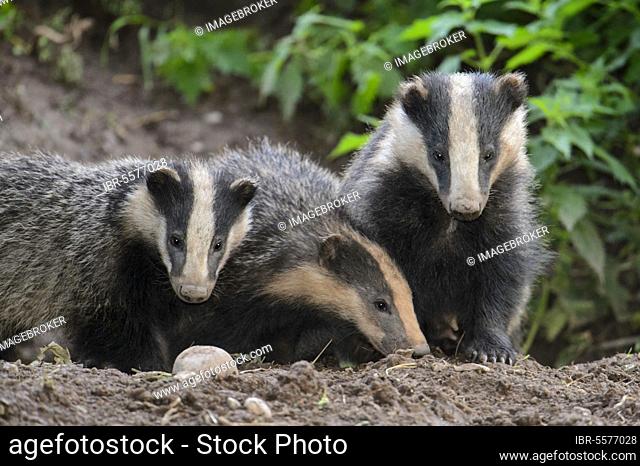 Eurasian Badger (Meles meles) three cubs, standing at sett entrance, Blithfield, Staffordshire, England, United Kingdom, Europe
