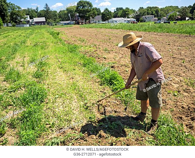 Small-scale farmer hoeing soil on an artisanal organic farm in Johnston, Rhode Island, USA