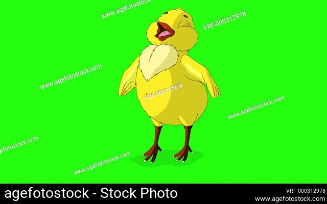 Little yellow chicken tweets. Handmade animated 4K footage isolated on green screen