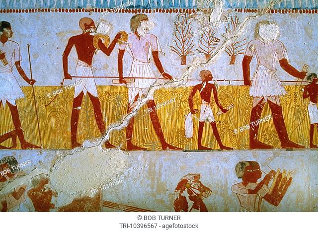Luxor Egypt Valley Of The Nobles Tomb Of Menna Daily Life