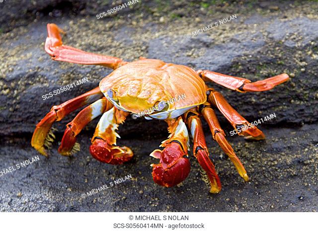 Sally lightfoot crab Grapsus grapsus in the litoral of the Galapagos Island Archipeligo, Ecuador Pacific Ocean This bright red crab is one of the most abundant...