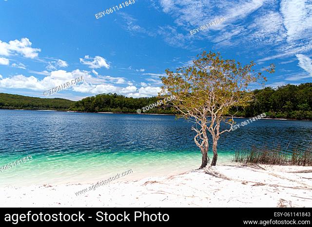 Lake McKenzie is a shallow groundwater lake on Fraser Island in Queensland, Australia