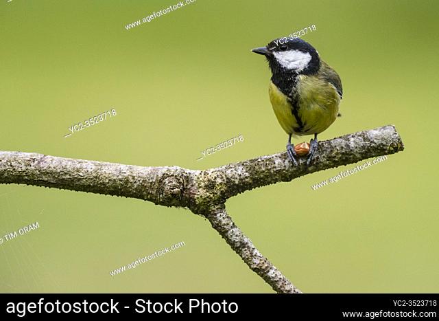 A Great Tit (Parus major) in the Uk