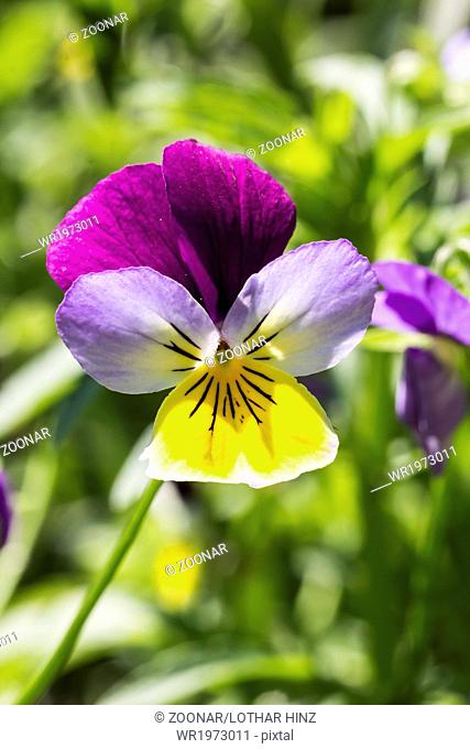 Viola tricolor, Heartsease, Heart's ease