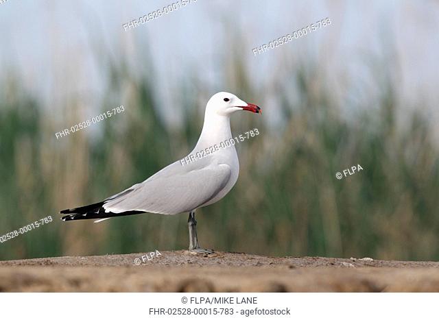 Audouins Gull Larus audouinii adult, summer plumage, standing on beach, Western Spain, april