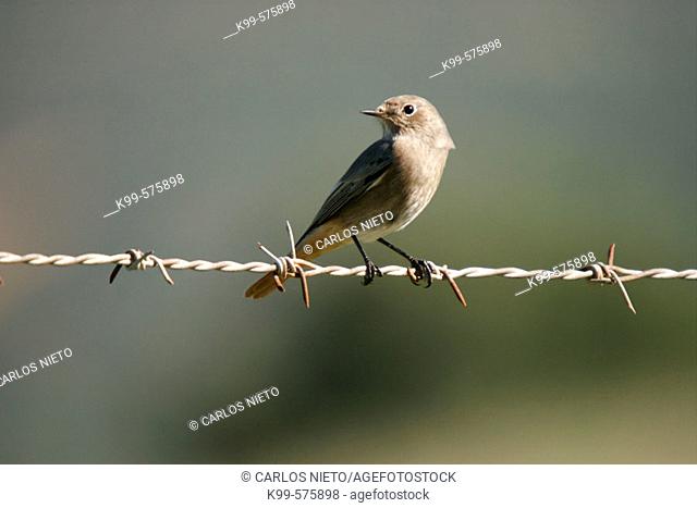Bird on wire, Straits of Gibraltar Natural Park. Tarifa, Cádiz province, Andalusia, Spain