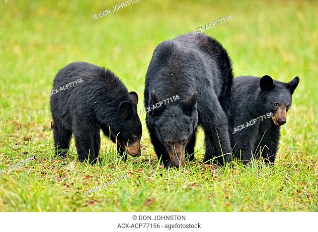 Black bear (Ursus americanus) Mother and cubs foraging for fallen fruit, Great Smoky Mountains NP, Tennessee, USA