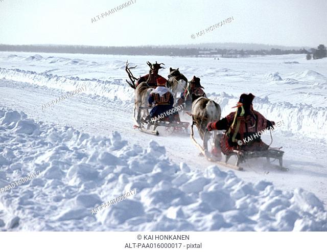 Finland, saamis being pulled on sleds by reindeer on path, rear view