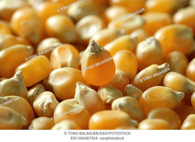 Dried macro corn seeds in orange color, as a texture background crop
