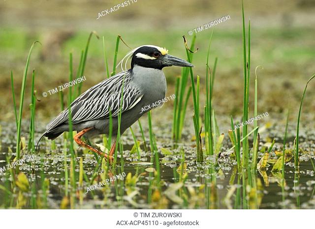 Yellow-crowned Night Heron Nyctanassa violacea at Brazos Bend State Park, Texas, United States of America