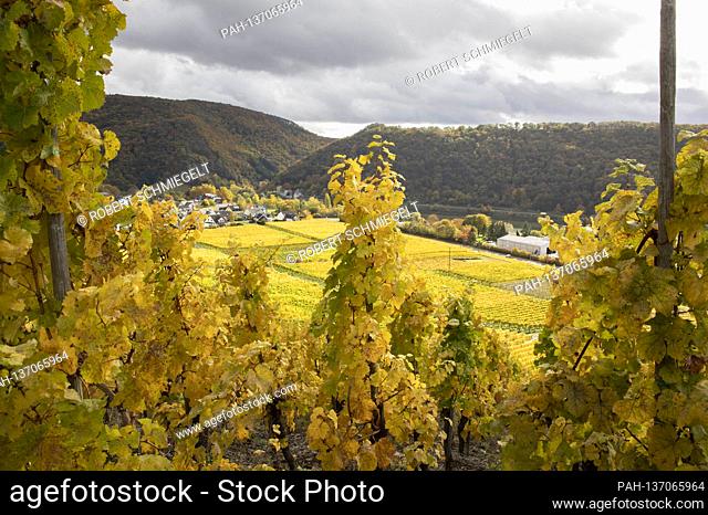 Grapevines and vineyards in the autumn mood in the Moselle vineyards. Winningen; 03/11/2020 | usage worldwide. - Winningen/Rheinland-Pfalz/Deutschland