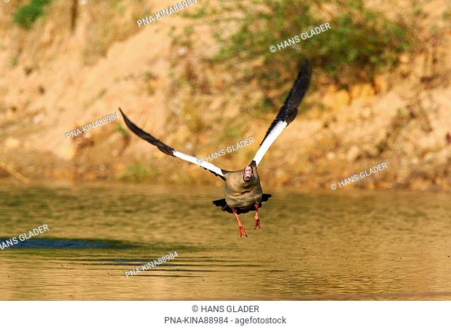 Egyptian Goose Alopochen aegyptiacus - Lower Rhine, North Rhine-Westphalia, Germany, Europe