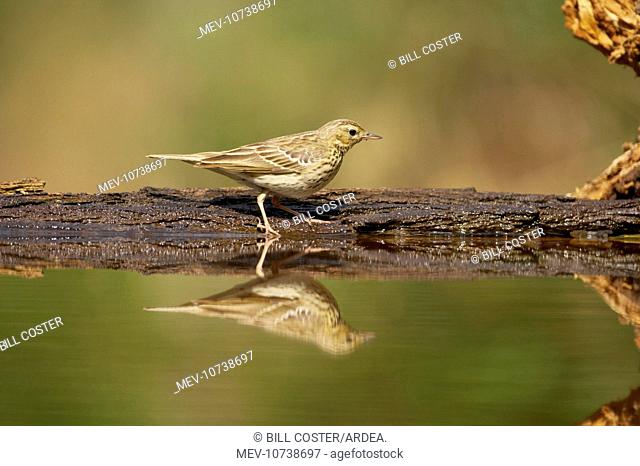 Tree Pipit - At forest pool (Anthus trivialis)