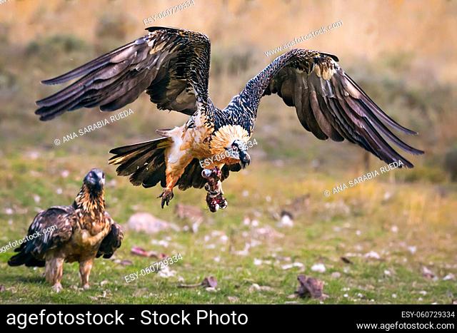Bearded Vulture (Lammergeyer) Gypaetus barbatus adult Spanish Pyrenees