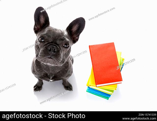 french bulldog dog with  a tall stack of books , very smart and clever , isolated on white background