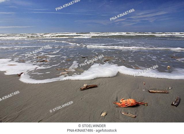 Shore crab Carcinus maenas - National Park Schiermonnikoog, Schiermonnikoog, Skiermûntseach, Wadden islands, Frisia, The Netherlands, Holland, Europe