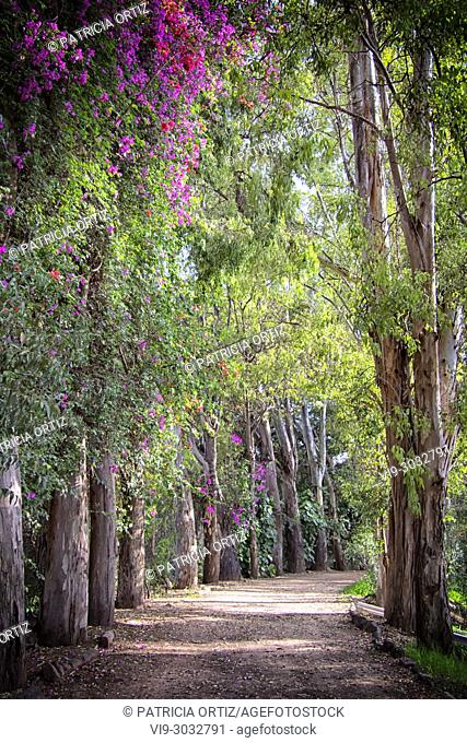 Tree Path, in Galindo, Querétaro, MEXICO